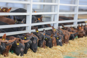 Qobustan Heyvandarlıq Kompleksində ölkəyə ilk dəfə gətirilən xarici cins “Murciana” keçilərinin satışına başlanılıb