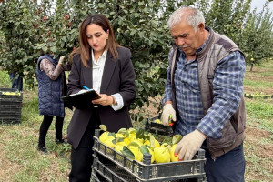 Aqrar Təlim Mərkəzinin mütəxəssisləri Tovuzda nümunəvi heyva bağı ilə tanış olublar