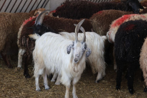 Qurban bayramı ilə əlaqədar heyvan satışı və kəsimi yerlərində profilaktiki tədbirlər görülüb