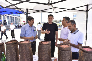 Ağsu və Zərdabda növbəti toxum sərgi-satış yarmarkaları keçirilib