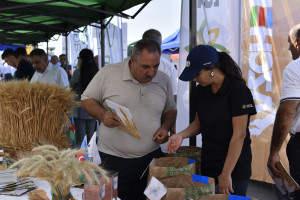 Ağsu və Zərdabda növbəti toxum sərgi-satış yarmarkaları keçirilib