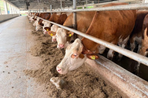 Aqrar Xidmətlər Agentliyinin əməkdaşları Xocalıda damazlıq heyvandarlıq kompleksi ilə tanış olublar