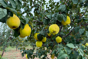 Aqrar Təlim Mərkəzinin mütəxəssisləri Tovuzda nümunəvi heyva bağı ilə tanış olublar