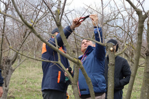 Fermerlərə “İntensiv meyvə bağlarının salınması və idarə olunması texnologiyaları” mövzusunda təlim keçirilib