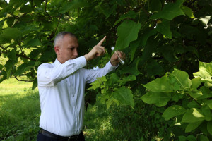 Azərbaycanda yetişdirilən samuray arıları ilk dəfə təbiətə buraxılıb
