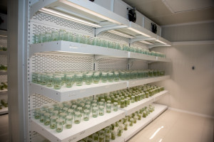 Latviya nümayəndə heyəti Tərəvəzçilik Elmi-Tədqiqat İnstitutunun fəaliyyəti ilə tanış olub