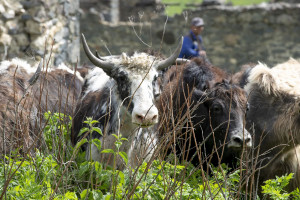 Laçında yerləşən yak təsərrüfatında 28 buzov doğulub