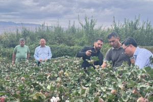 Azərbaycan nümayəndə heyəti Çində pambıqçılıqda innovativ əkin və avtomatlaşdırılmış yığım texnologiyaları ilə tanış olub