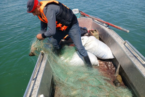 Balıq ehtiyatlarının mühafizəsi və qanunsuz balıq ovuna qarşı nəzarət tədbirləri gücləndirilir