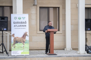 Azərbaycanda Qarabağ atlarının biomaterial bankı yaradılıb