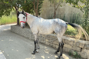 Qarabağ və Dilbaz at cinslərinin genetik xəritəsi hazırlanır