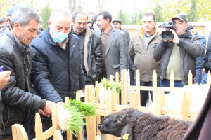 Heyvandarlıq Elmi-Tədqiqat İnstitutunda yaşıl yem konteyneri qurğusu, aqro-robot və aqrodronlar nümayiş etdirilib