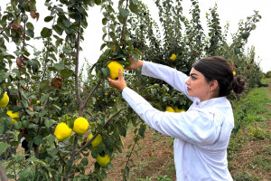 Aqrar Təlim Mərkəzinin mütəxəssisləri Tovuzda nümunəvi heyva bağı ilə tanış olublar