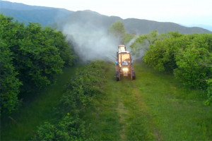 Bölgələrdə qəhvəyi mərmər bağacığına qarşı monitorinqlər və mübarizə tədbirləri davam etdirilir