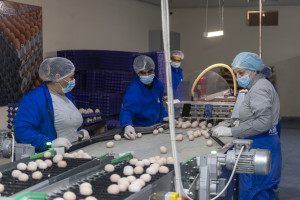 Nazir Məcnun Məmmədov Xızı və Abşeronda yerləşən quşçuluq müəssisələrinin fəaliyyəti ilə tanış olub