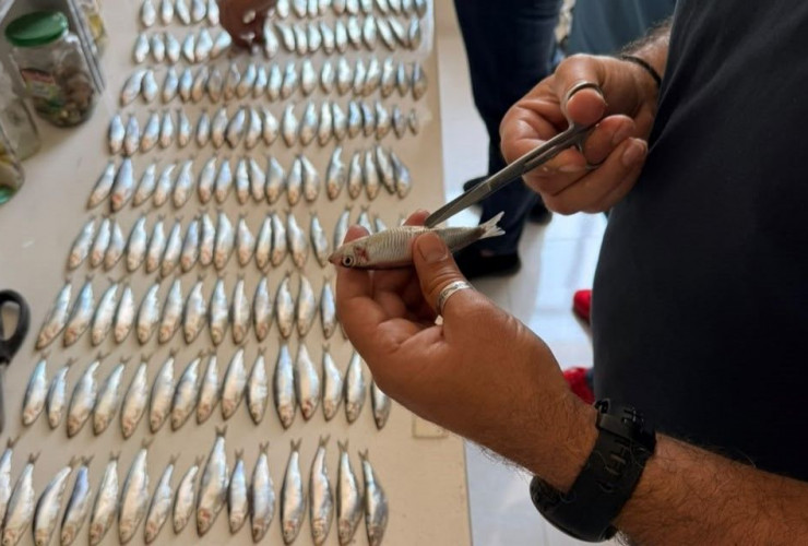 Xəzər dənizində laborator təhlillərə başlanıb