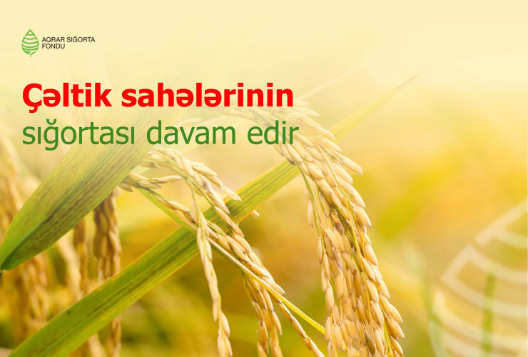 Çəltik sahələrinin sığortası davam edir – ŞƏRTLƏR, MƏBLƏĞLƏR – SON 10 GÜN!