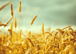Cereals and fodder crops